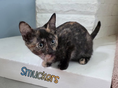 Photo 2 of Smuckers