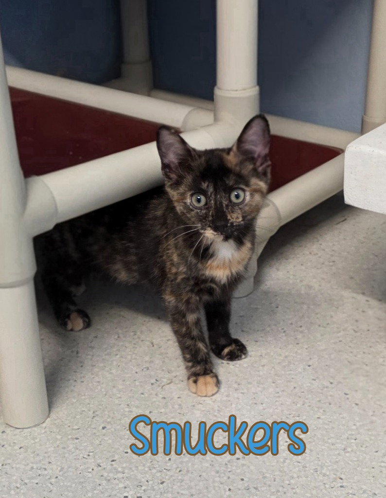 Smuckers, photo 3