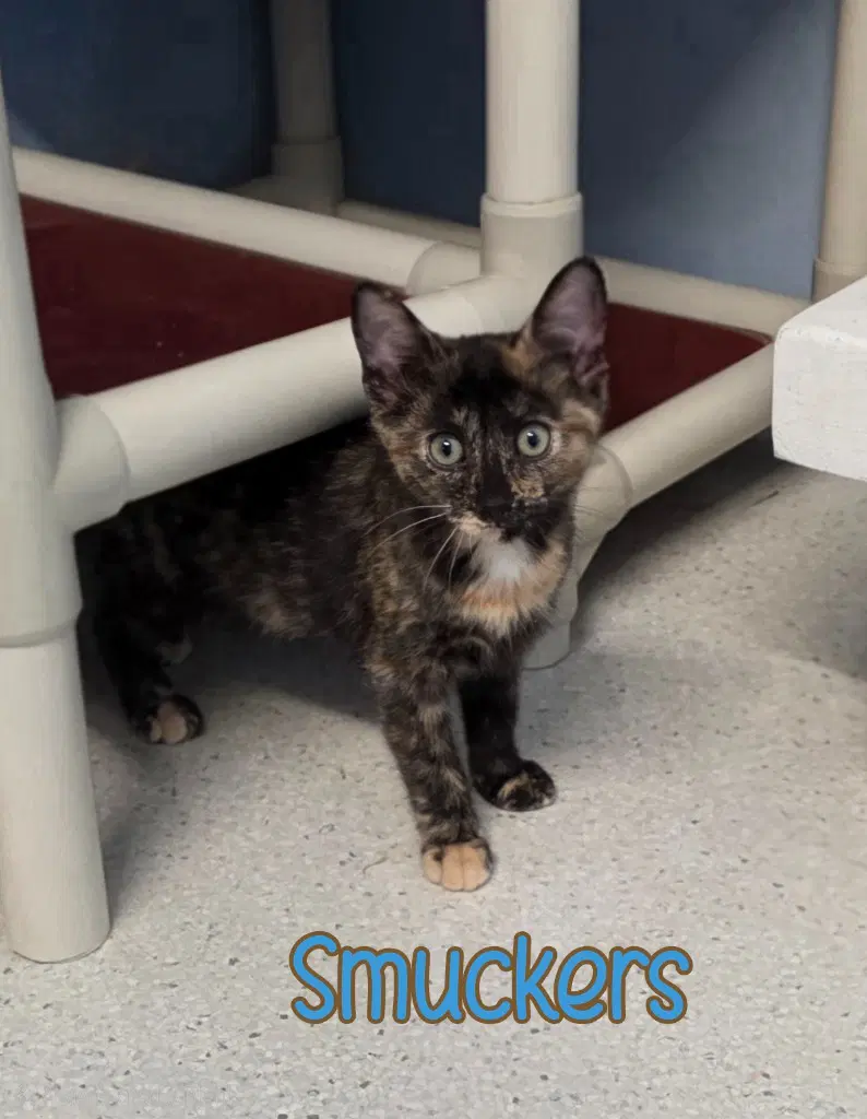 Smuckers image 3