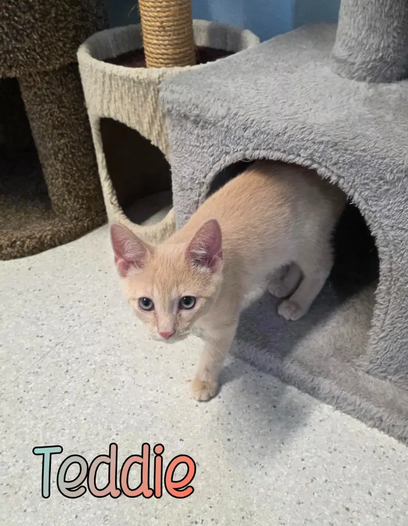 Teddie - Domestic Short Hair