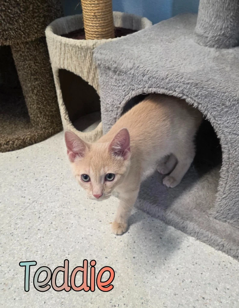 Teddie