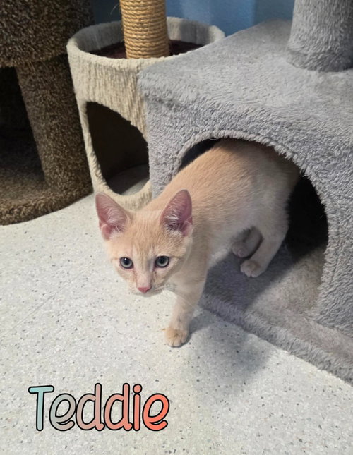 picture of the cat needing adoption