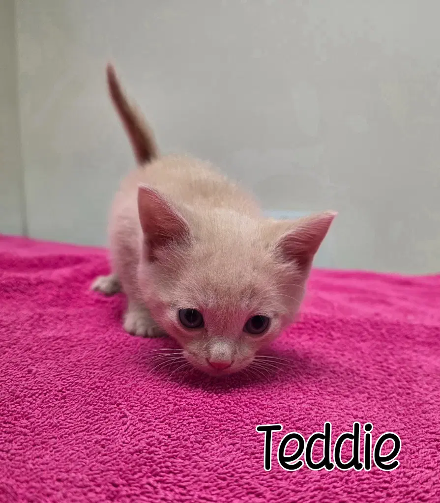Teddie image 2