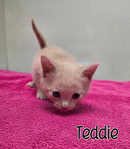 Photo 2 of Teddie