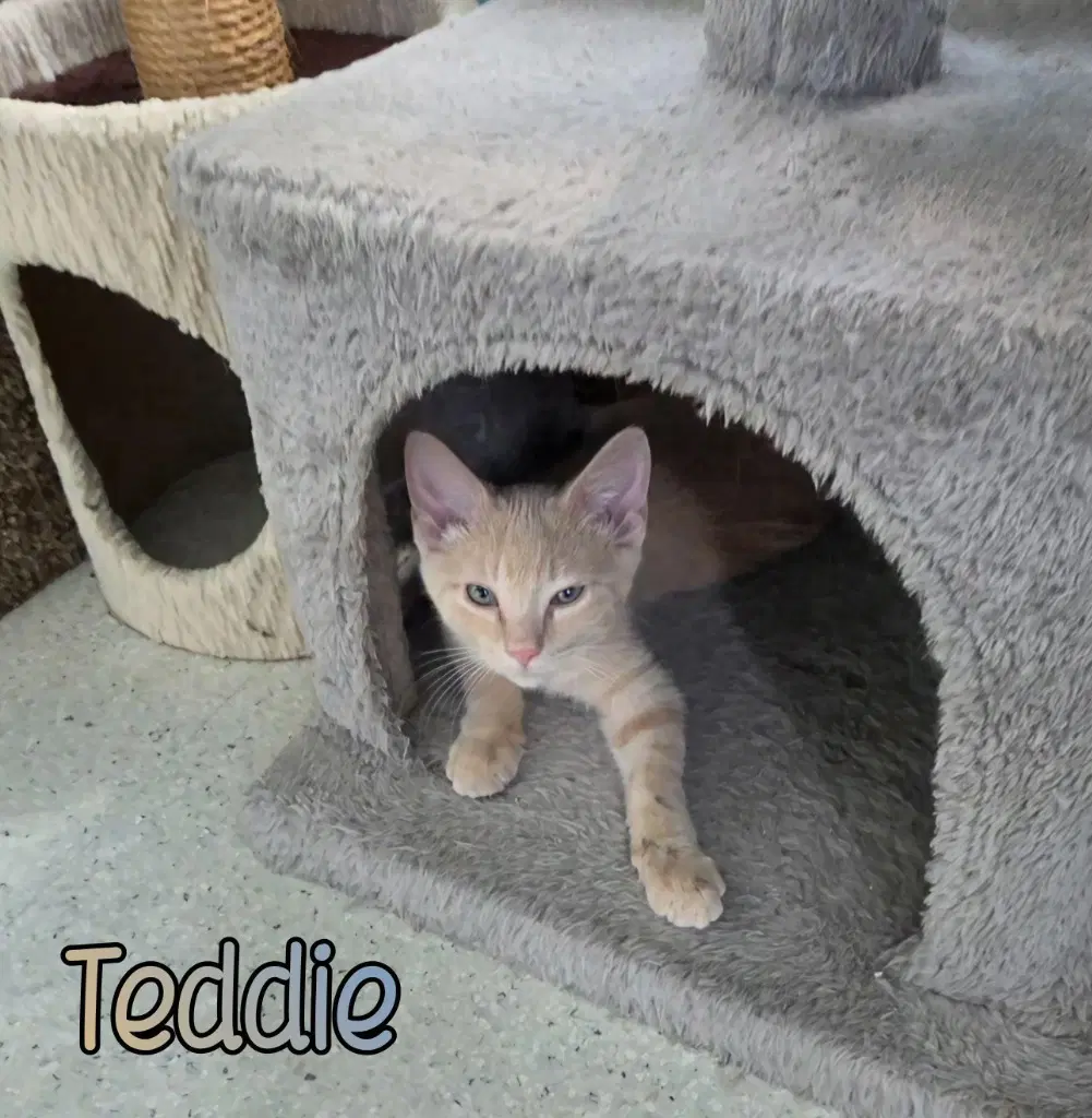 Teddie image 3