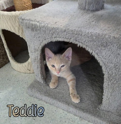 Photo 3 of Teddie
