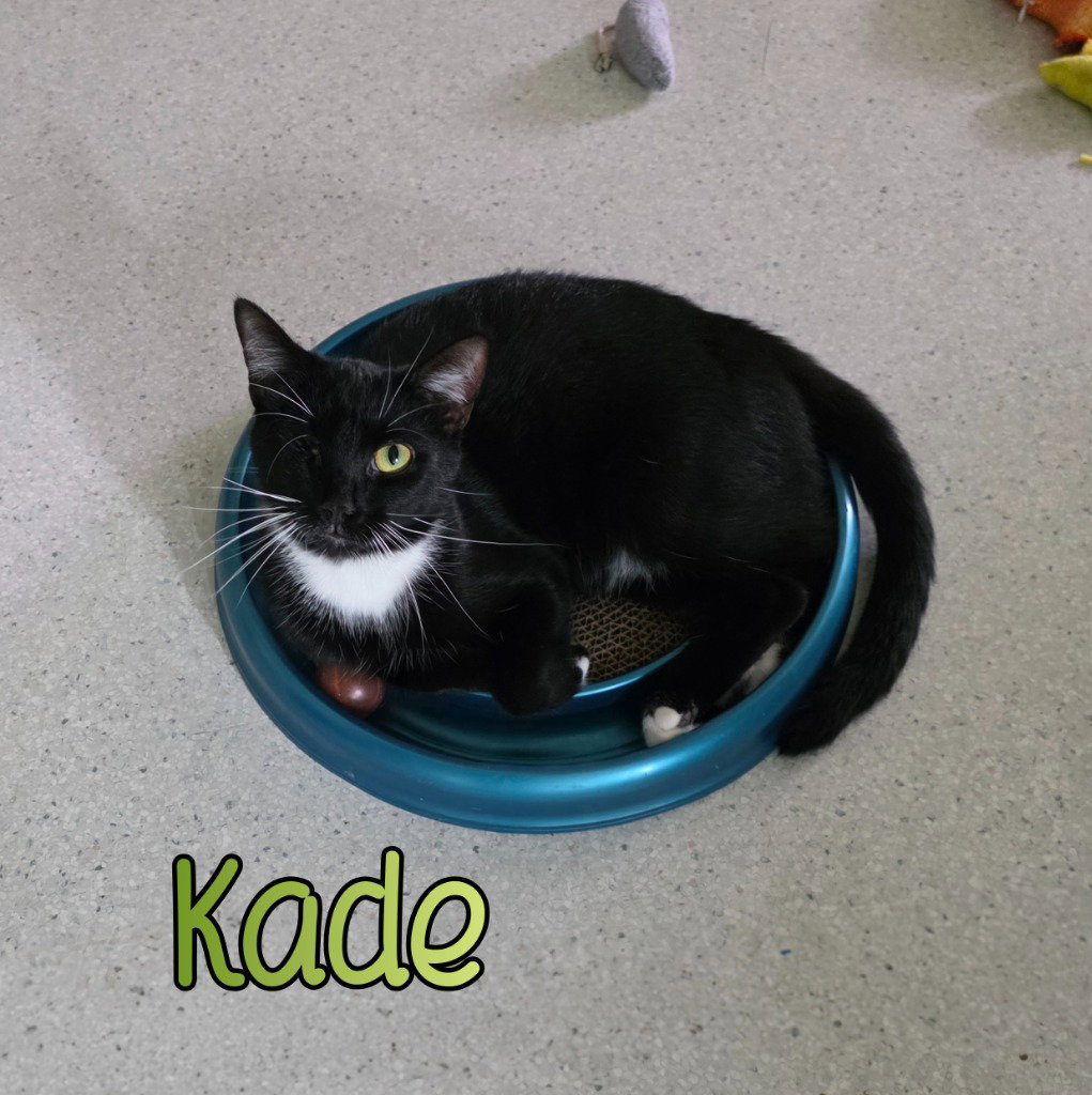 Kade, Domestic Short Hair