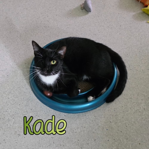 picture of the cat needing adoption