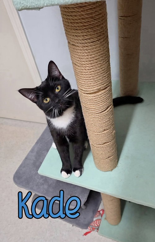 Photo 2 of Kade