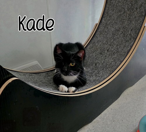 Photo 3 of Kade