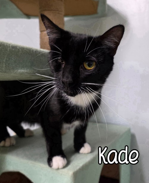 Photo 4 of Kade