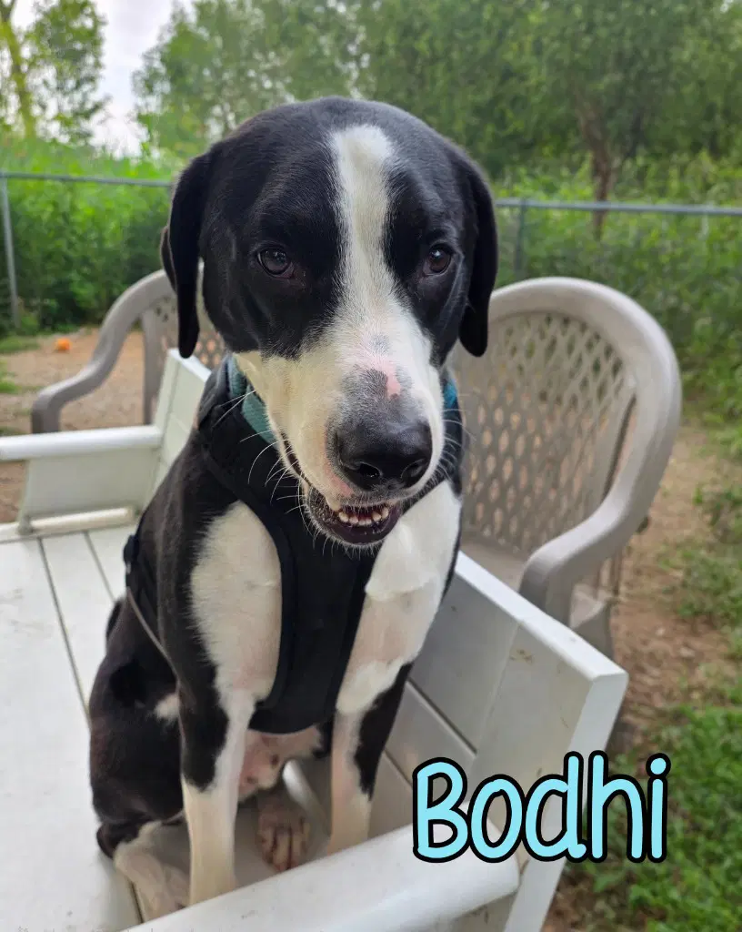 Bodhi - Australian Shepherd
