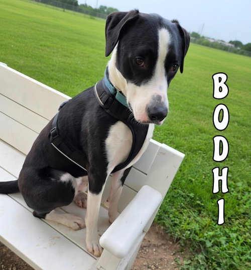 Photo 2 of Bodhi