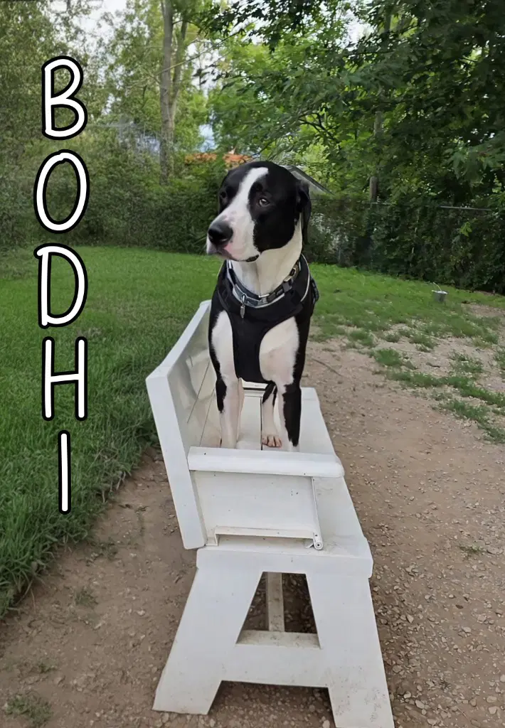 Bodhi image 3