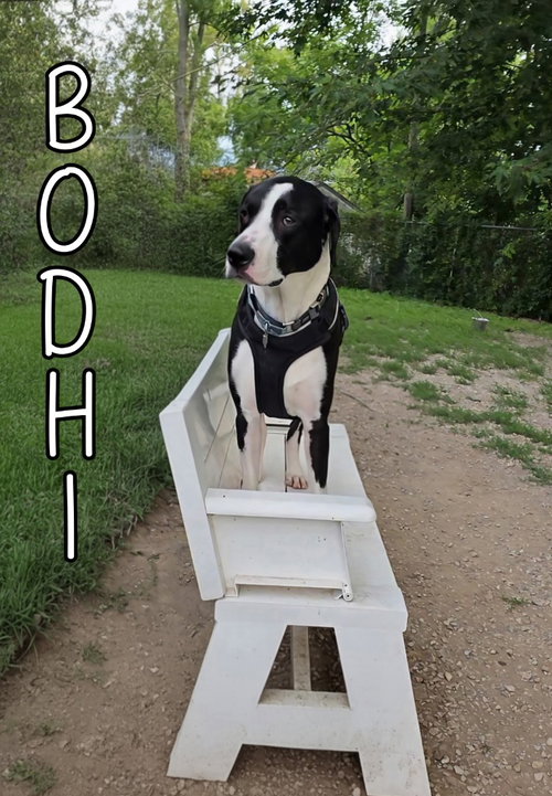 Photo 3 of Bodhi