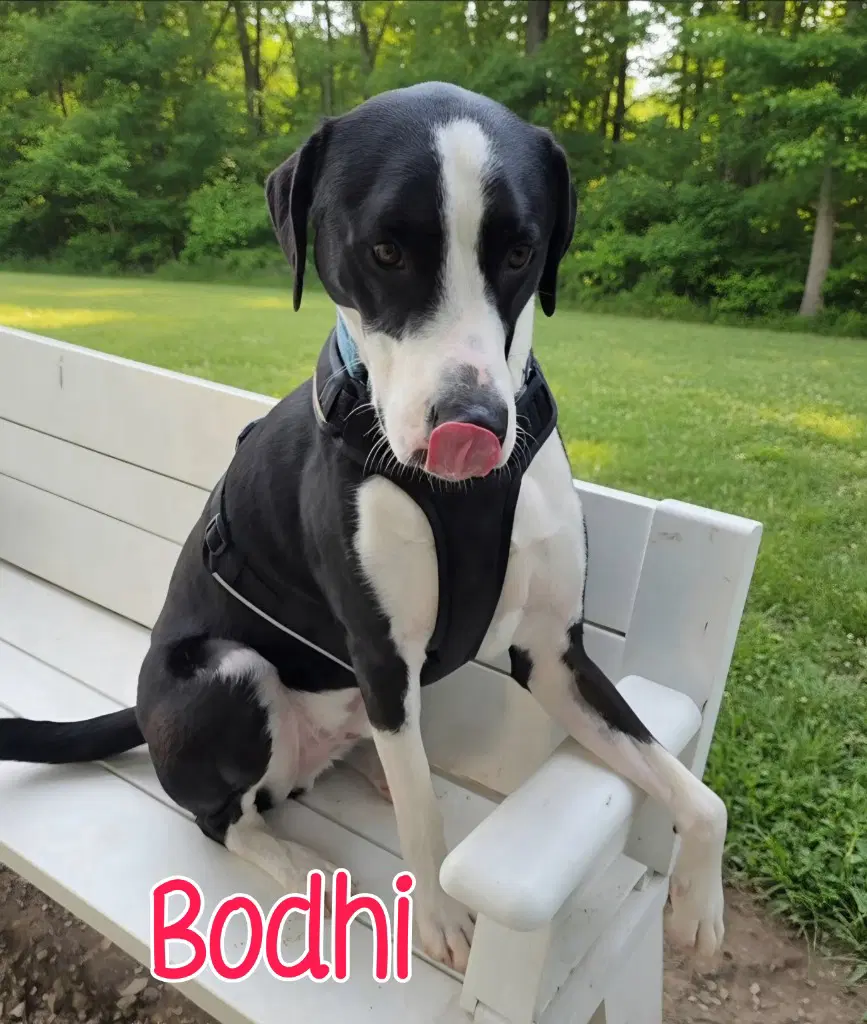 Bodhi image 4
