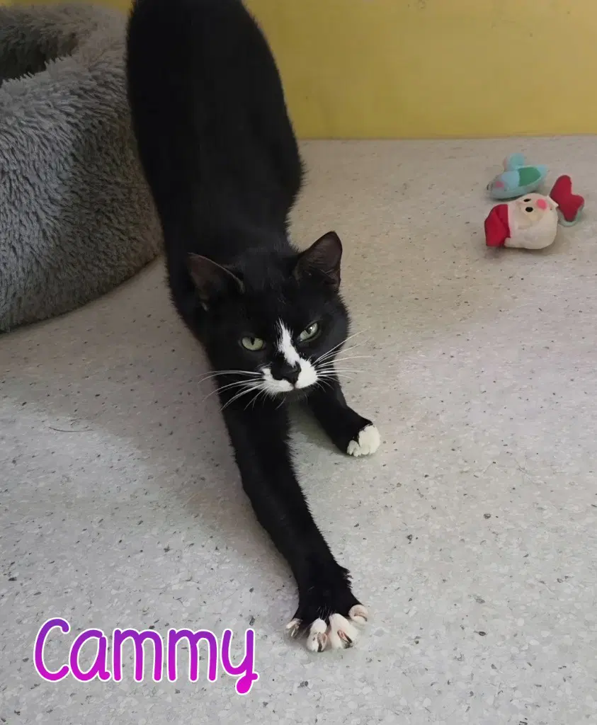 Cammy - Domestic Short Hair