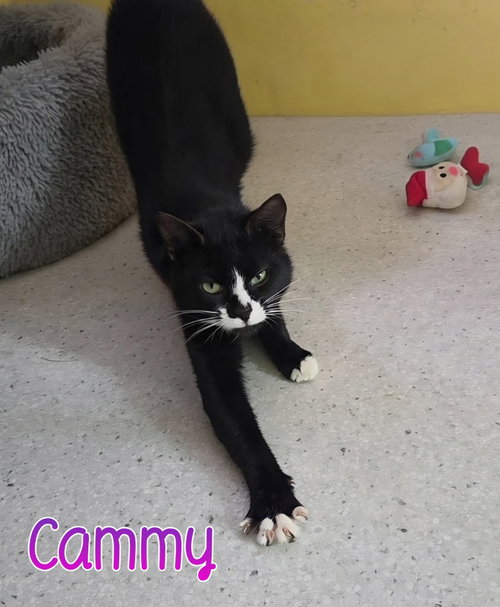 picture of the cat needing adoption