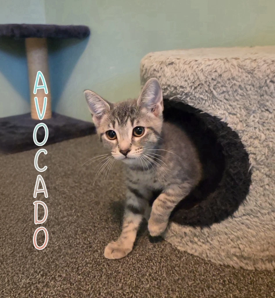 Avocado