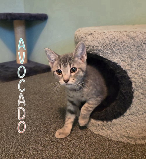 picture of the cat needing adoption