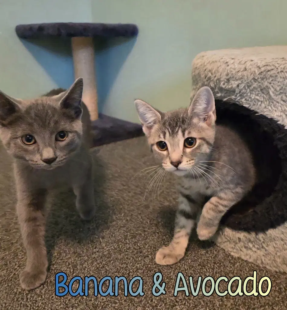Avocado image 2