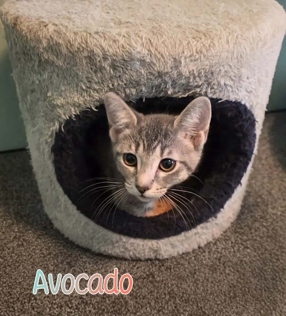 Avocado image 3