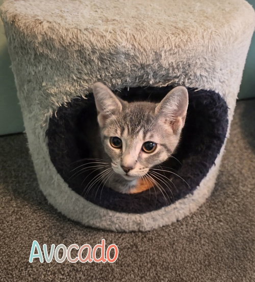 Photo 3 of Avocado