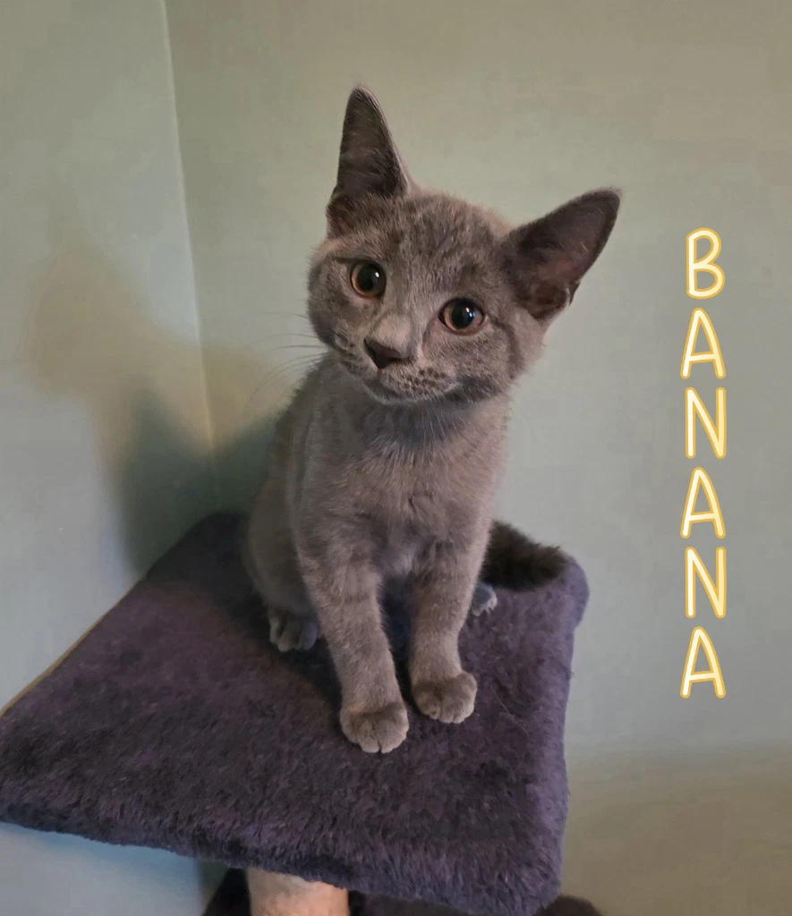 Banana