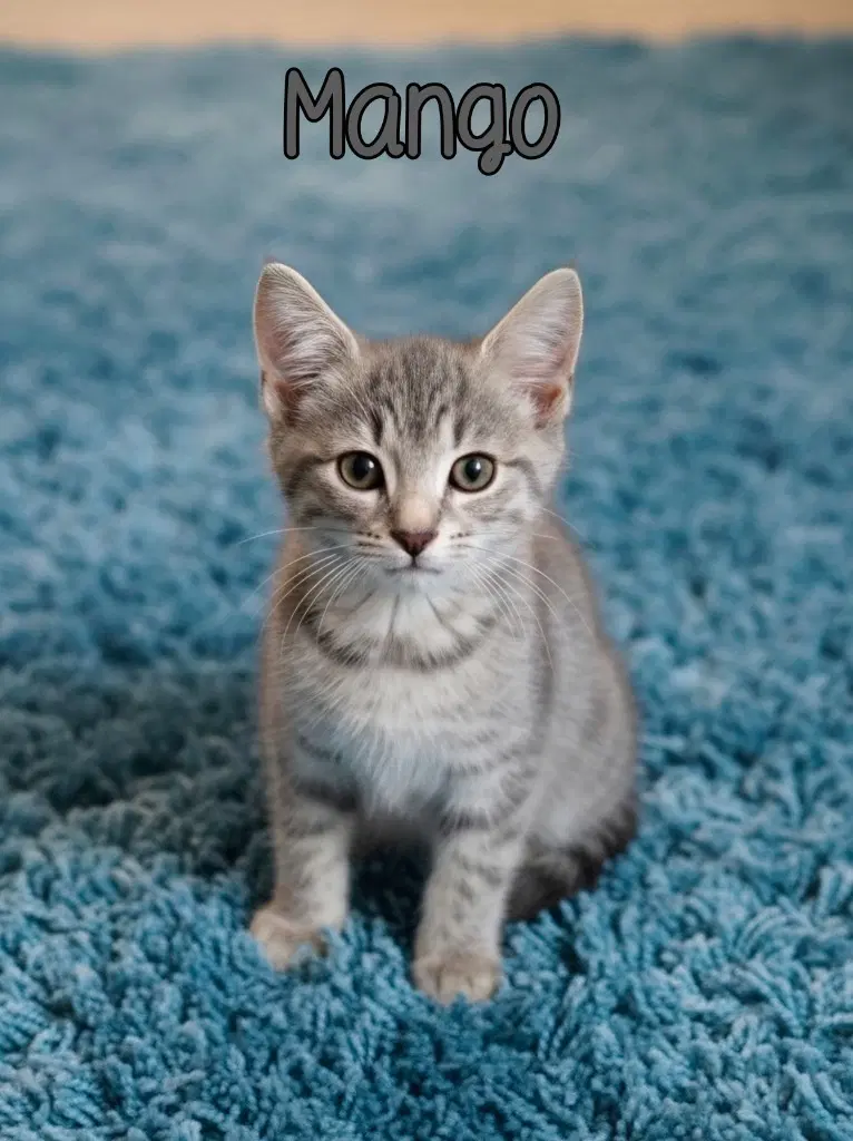 Mango - Domestic Short Hair
