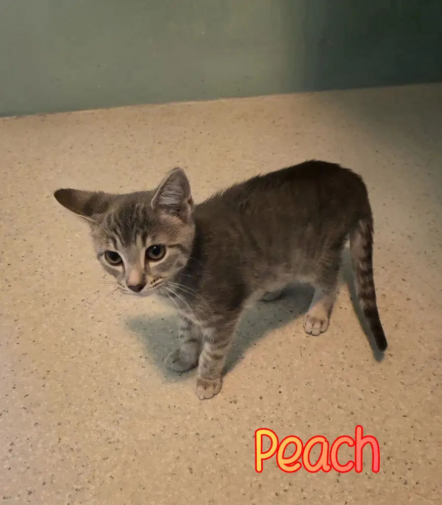 Peach - Domestic Short Hair