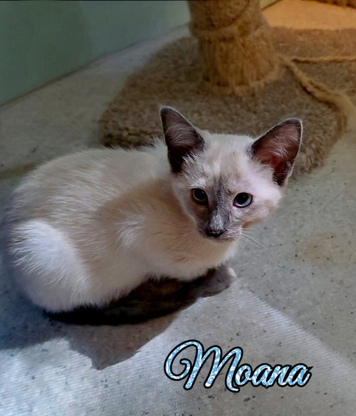 picture of the cat needing adoption