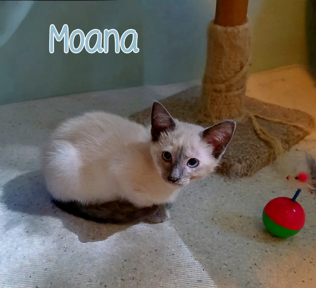 Moana image 2