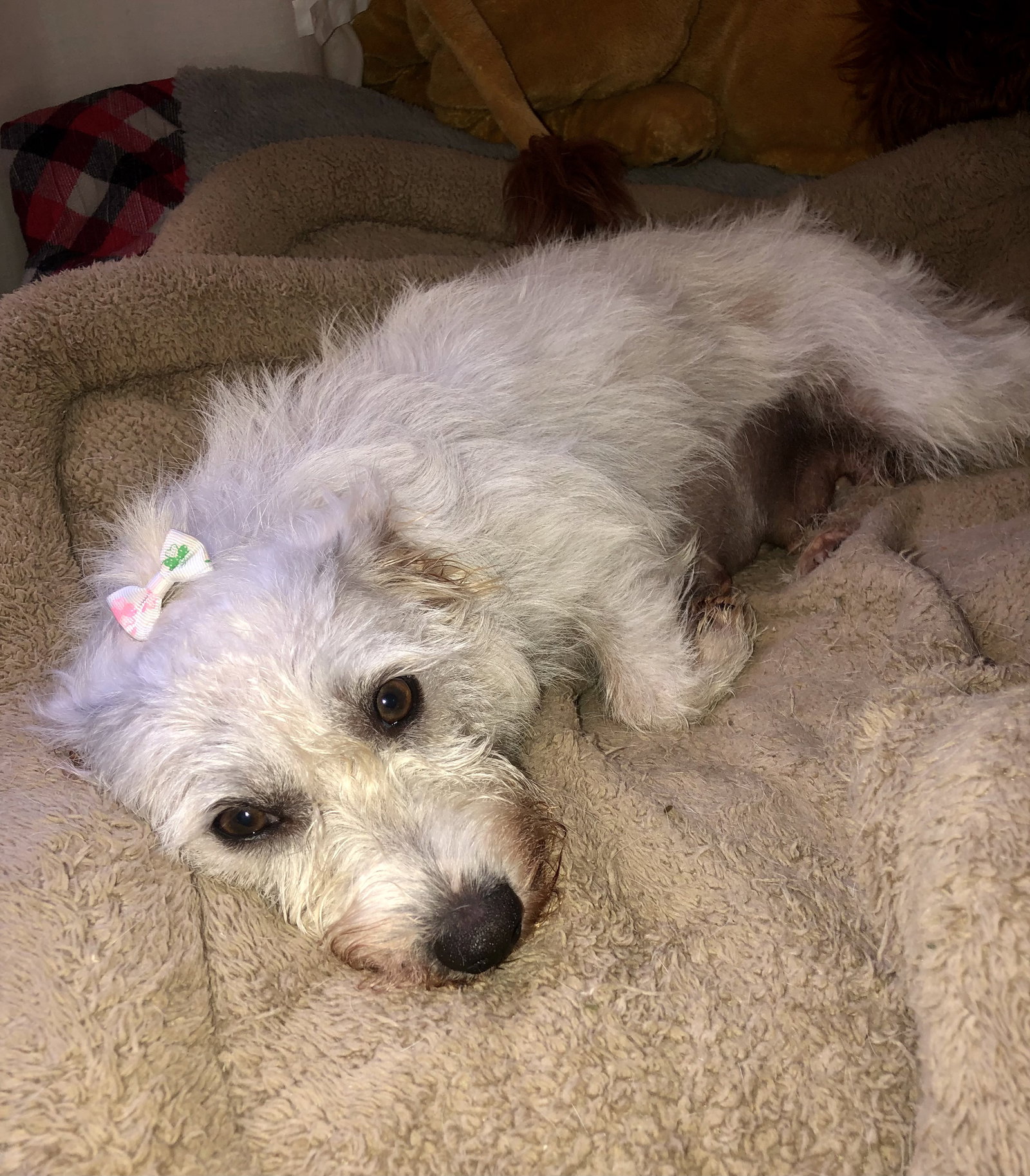 Dog for Adoption Hypoallergenic West Highland Terrier Girl Zoey, a