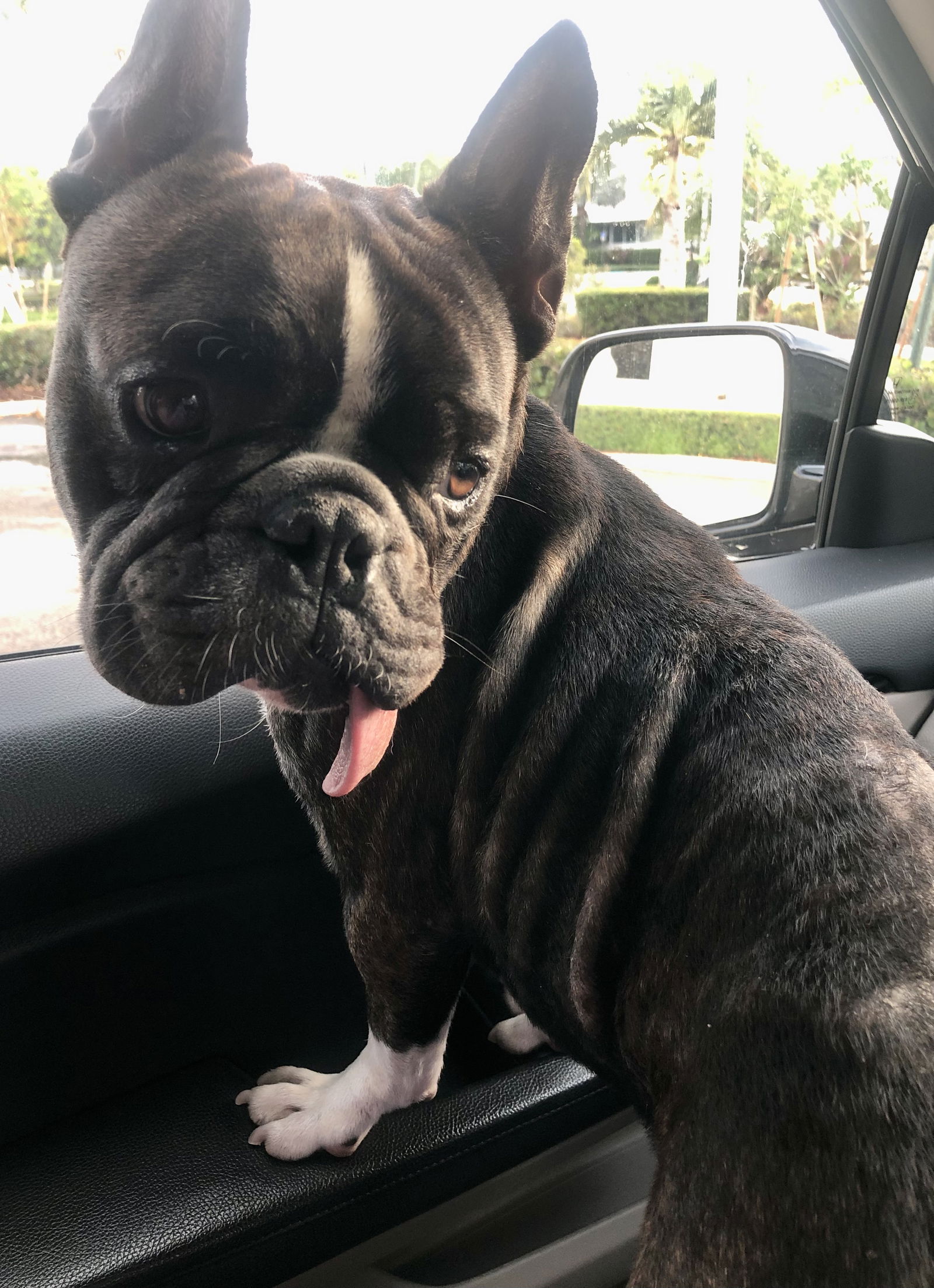 Dog for Adoption - Purebred French Bulldog pup boy Dewey, a French ...