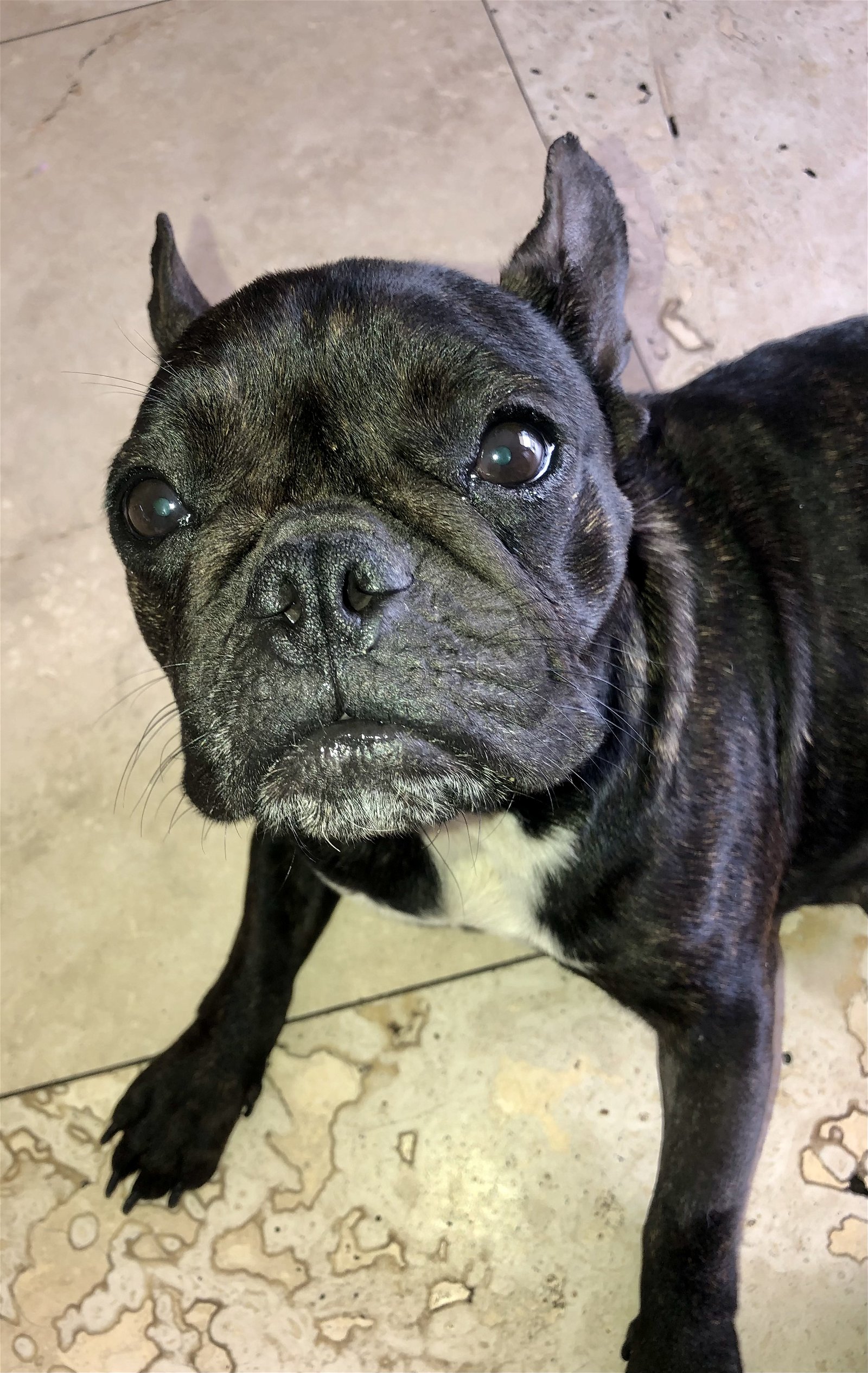Dog for Adoption - Purebred French Bulldog, a French Bulldog in Miami ...