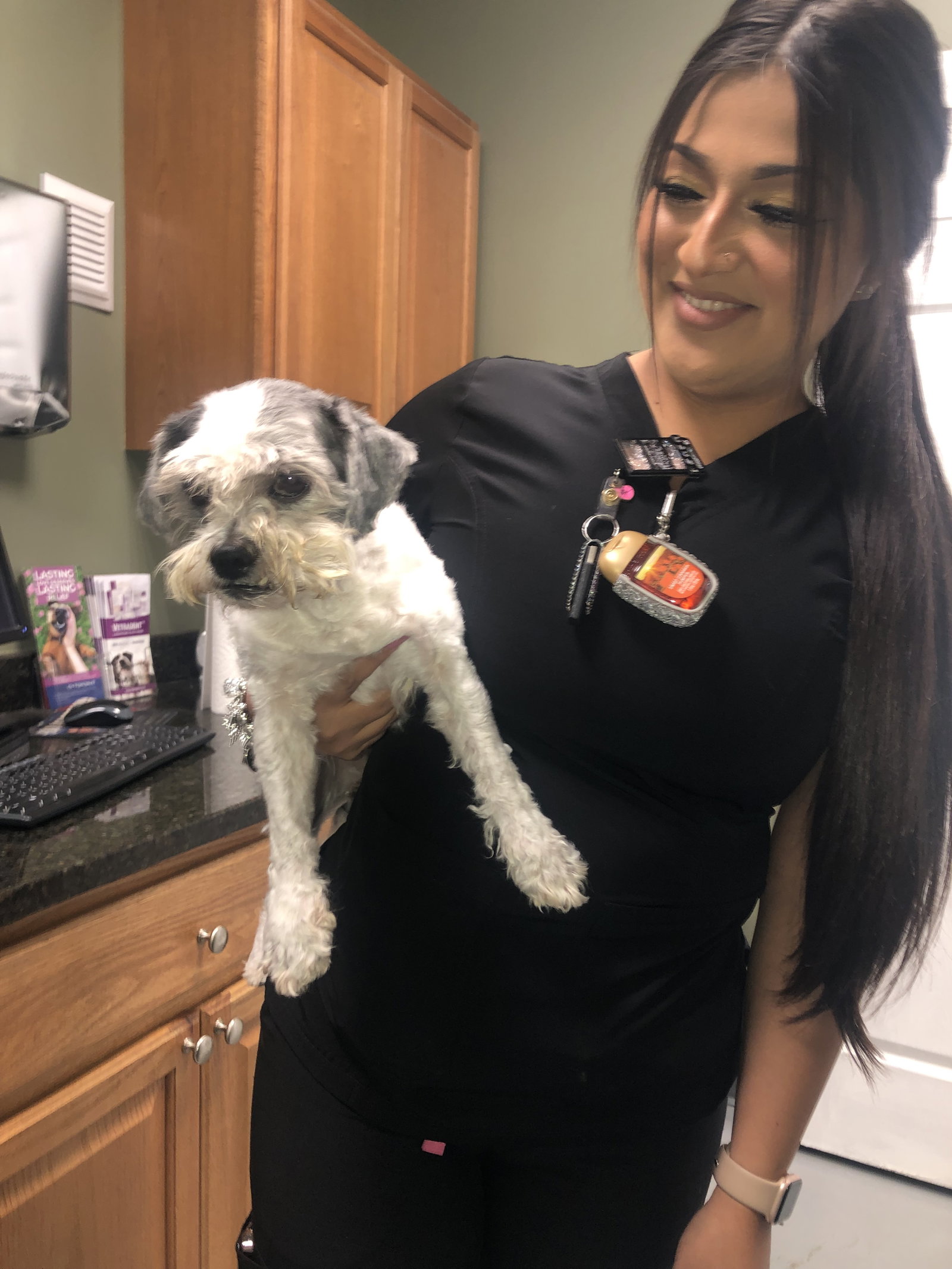 Dog for Adoption Hypoallergenic Mini Schnauzer Shihtzu, a Miniature