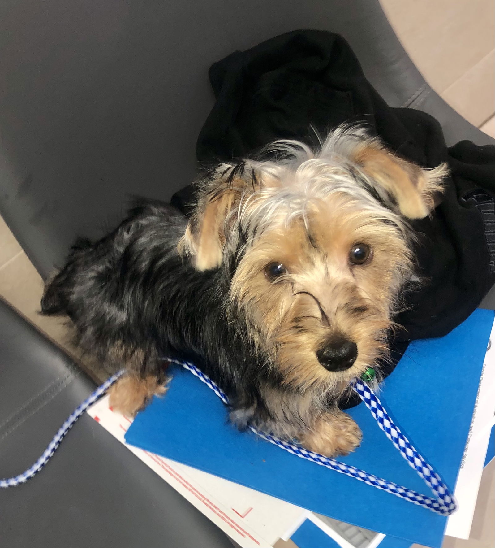 Dog for Adoption - Purebred puppy boy Yorkie hypoallergenic, a ...