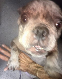 Dog for Adoption - Blue Merle Purebred Female French Bulldog, a French ...