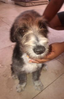 adoptable Dog in Boca Raton, FL named Mini Schnauzer Hypoallergenic Kindle