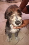 adoptable Dog in  named Mini Schnauzer Hypoallergenic Kindle