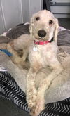 adoptable Dog in  named Max male hypoallergenic Goldendoodle