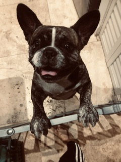 Oli Purebred female French Bulldog, an adoptable French Bulldog in Boca Raton, FL