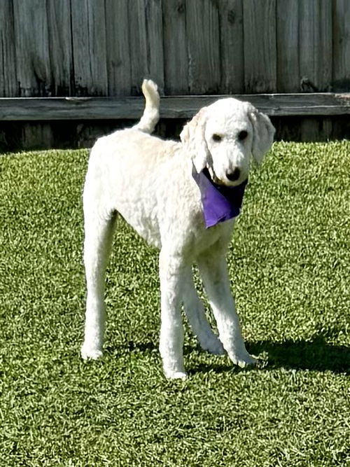 picture of the dog needing adoption