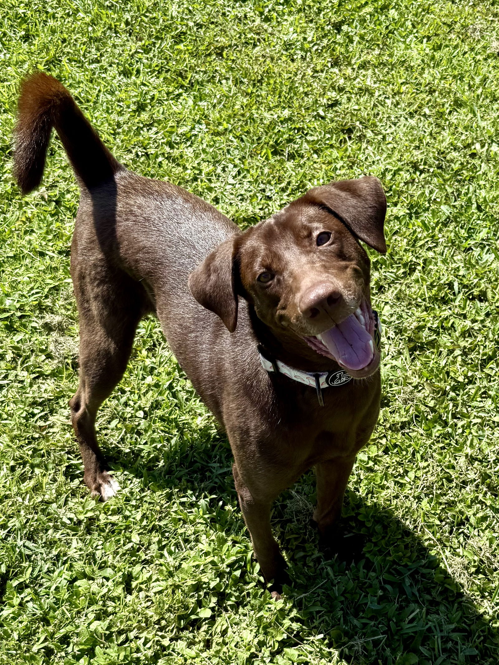 adoptable Dog in Boca Raton, FL named Chocolate Labrador Retriever Meg