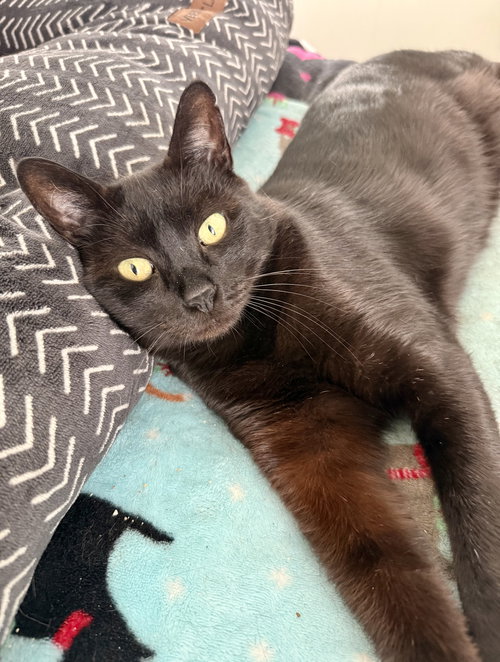 picture of the cat needing adoption
