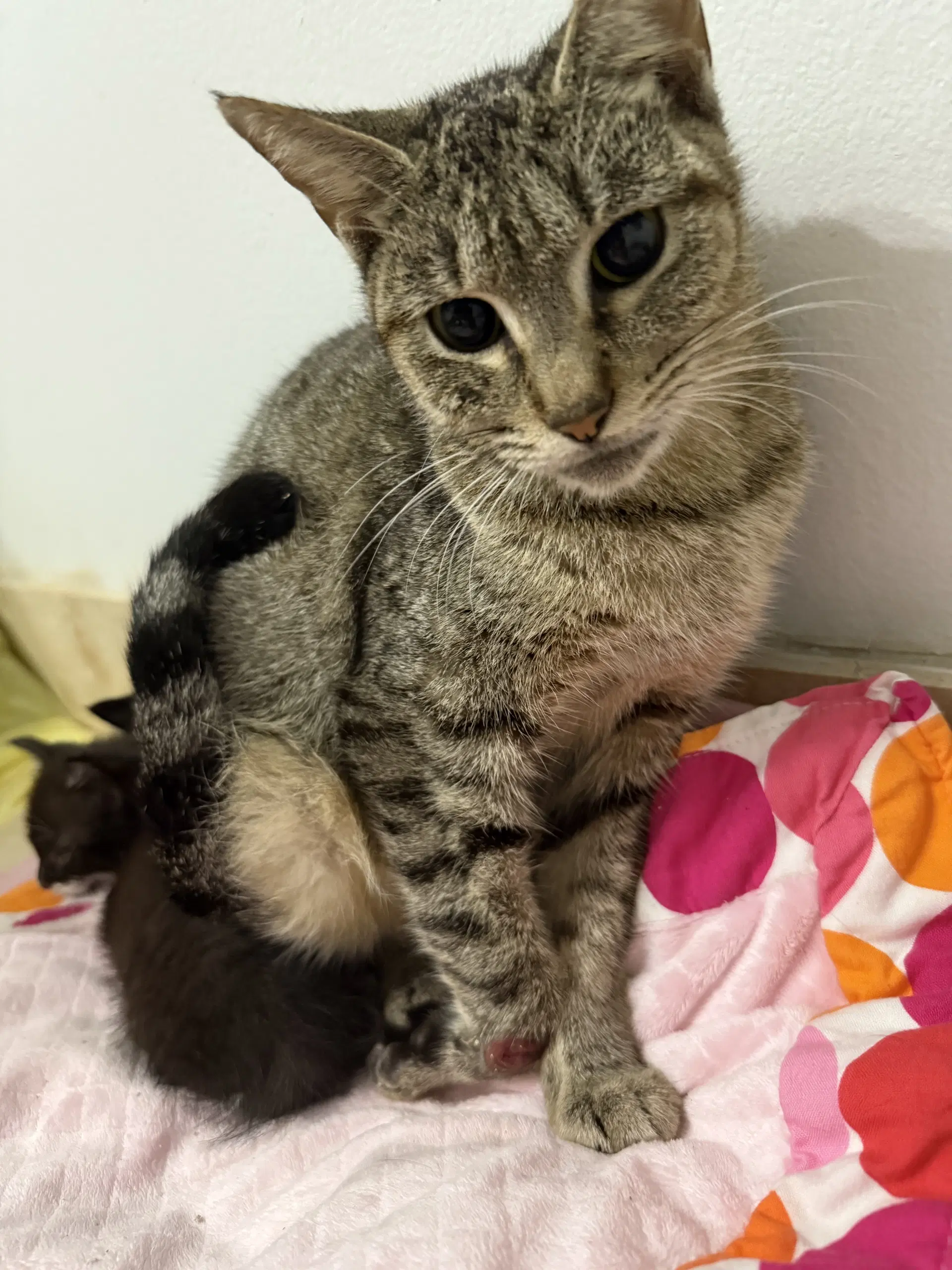 Tabi Tri Pod Tabby Girl - Domestic Short Hair