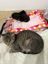 Tabi Tri pod tabby girl - Photo 3