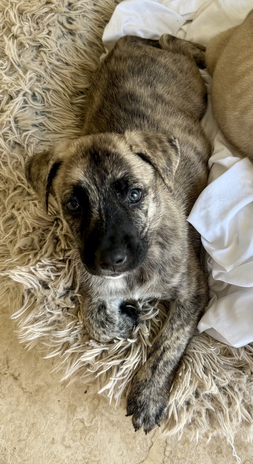 ALMOND BRINDLE PUPPY BOY
