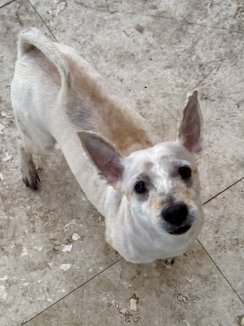 picture of the dog needing adoption