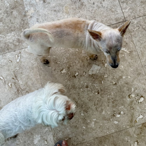WES the WESTIE boy pup